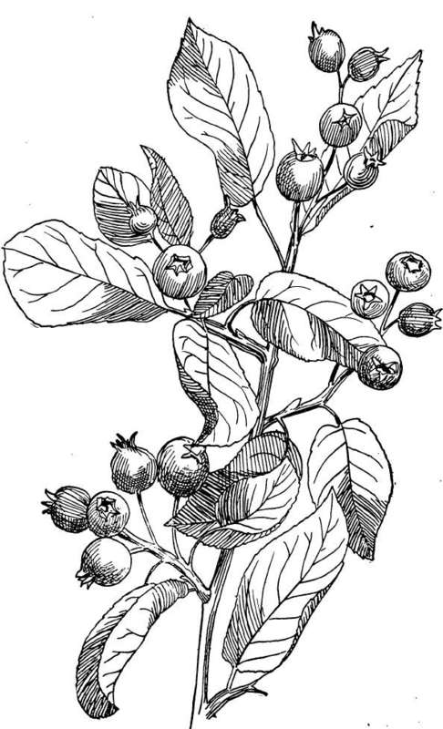 Reeves Juneberry
