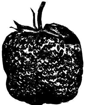 Strawberry: Glen Mary