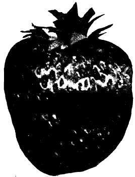 Strawberry: Mastodon