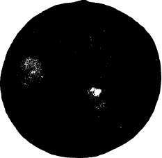 The American Plum Varieties And Plum Hybrids L M 241