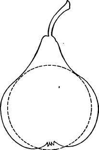 The Pear 179