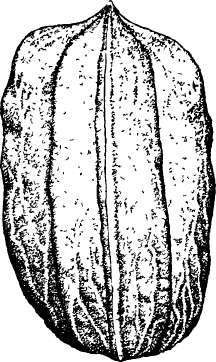 The Pecan 353