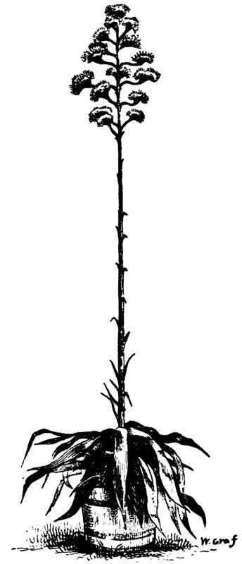 Agave Americana.