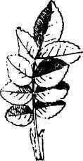 Hybidwith rounded leaflets.