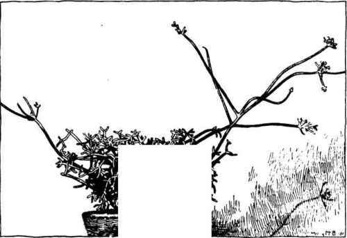Rhipsalis salicornoidbs.
