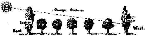 . orchard trees not injured by frost. B. tree top nipped by frost