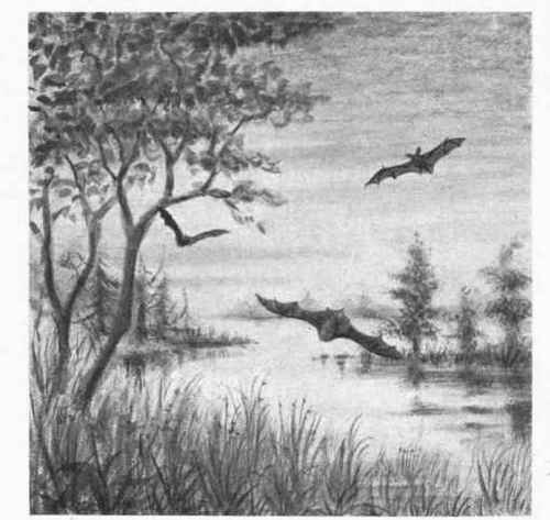 Bats: Common or Pipistrelle, left hand; Noctule, lowermost; Long eared, uppermost.