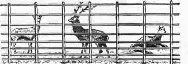 Boulton & Paul's Continuous fencing for Deer.
