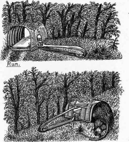 Everitt's Patent Safety Vermin Trap.