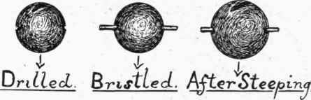 Fig. 113. The Bristled Pea.