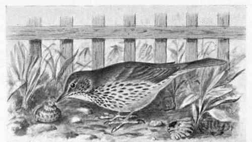 Fig. 31   The Song Thrush and Snail.