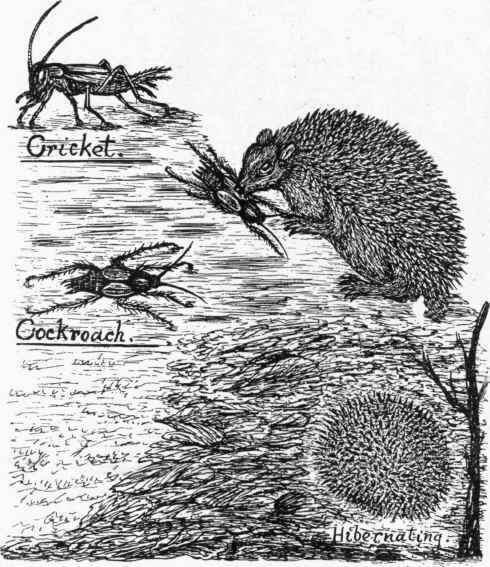 Hedgehog at Work.