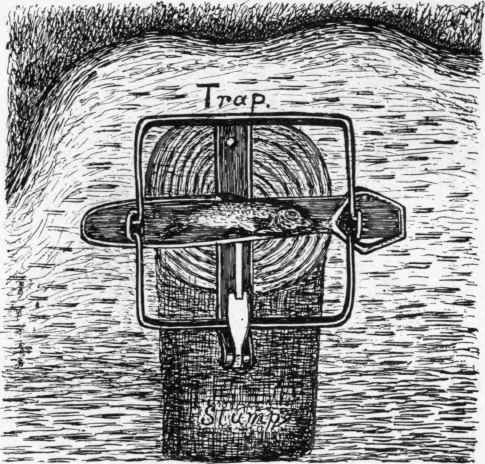 Lane's Kingfisher Trap.
