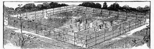 Permanent Method of Wiring in Fruit Gardens. (Supplied by Messrs. Boulton & Paul, Norwich.)