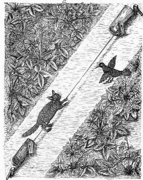 Rev. H. L. Ewen's Method of Scaring Birds from Strawberries.
