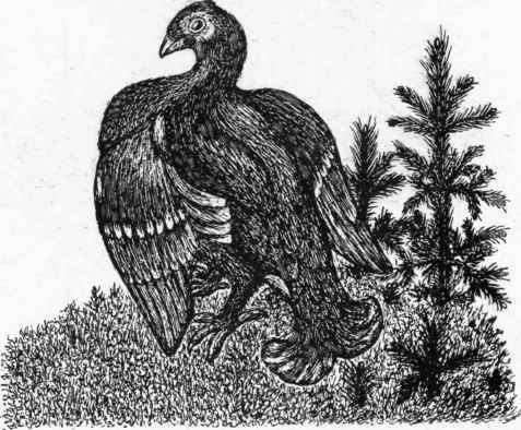 The Black Grouse or Black Cock.