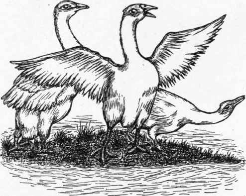 The Common Goose. Male and Female.