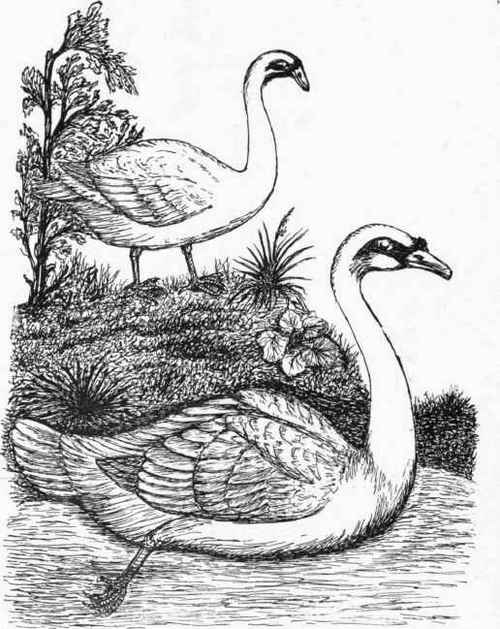 The Common Mute or Tame Swan.