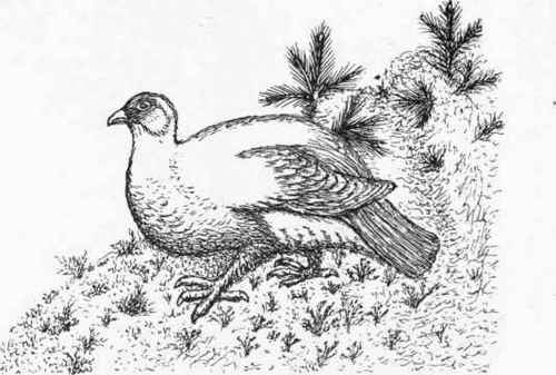 The Common Ptarmigan or White Grouse.