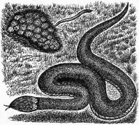 The Common Ringed or Grass Snake.