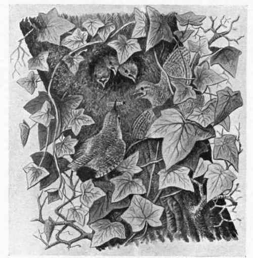 The Common Wren and Nest of Young.