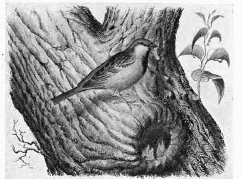 The Common or House sparrow and Young.