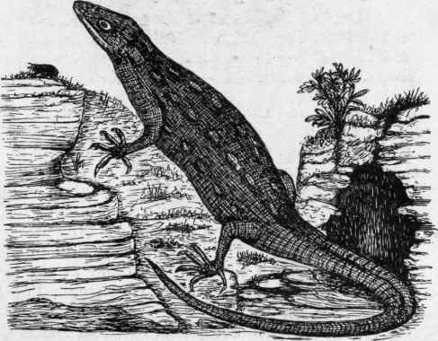 The Common or Scaly Lizard.