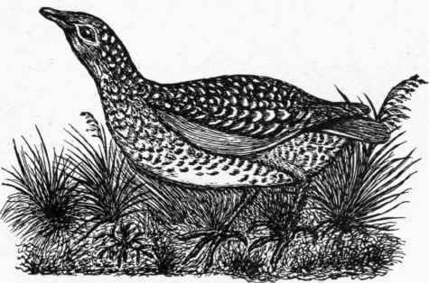 The Corn crake.
