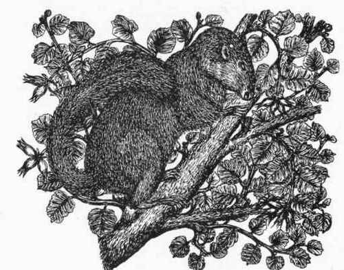 The Dormouse.