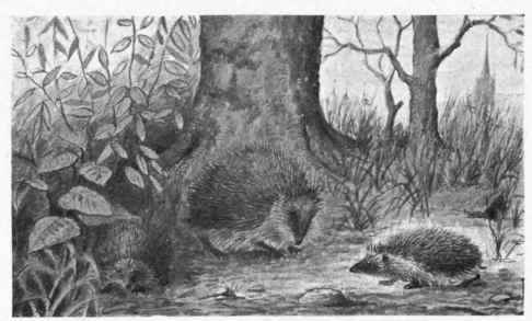 The Hedgehog.