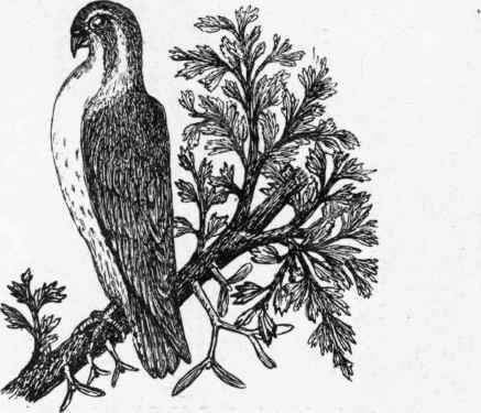 The Hobby.