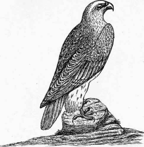The Iceland Falcon.