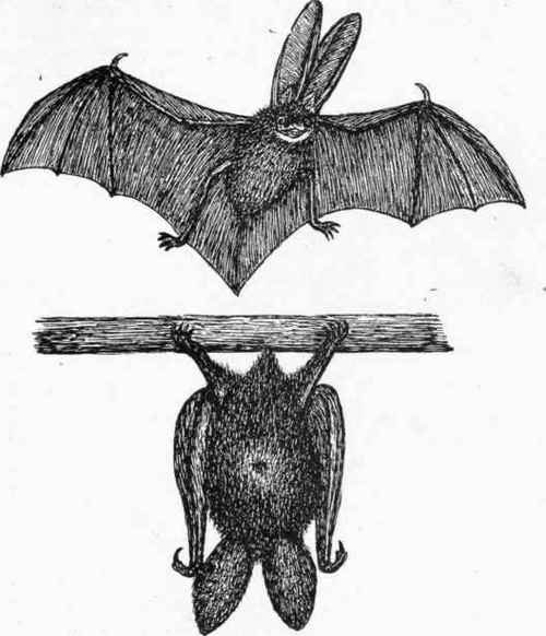 The Long eared Bat Flying (upper figure), the same Hanging (lower figure).