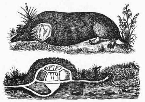 The Mole and Mole Hill.