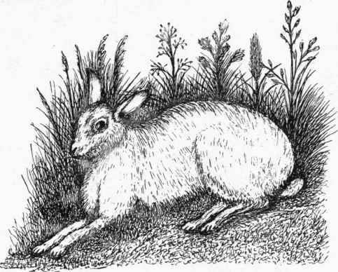 The Mountain or Blue Hare.