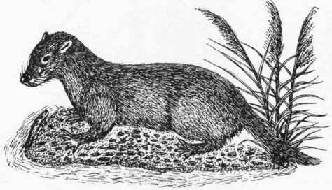 The Otter.
