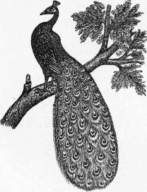 The Peacock.