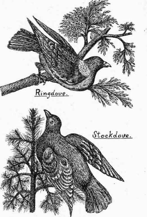 The Ringdove and Stockdove.