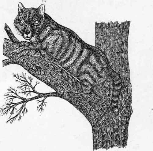 The Wild Cat.