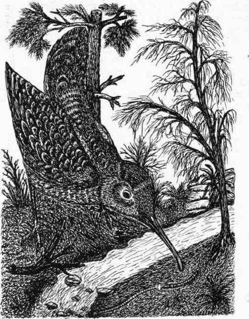 The Woodcock.