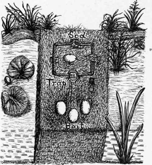 Trap set for Egg stealing Crows by Water.