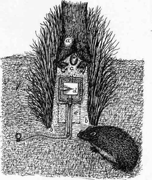 Trapping the Hedgehog.