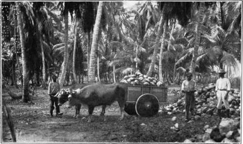 Collecting; Coconuts in Costa Rica