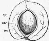 Section through the Fruit (Drupe) of a Plum, showing the Epicarp.