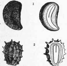 Seeds, showing the Outer Skin or Testa with rugged prominences or projections.