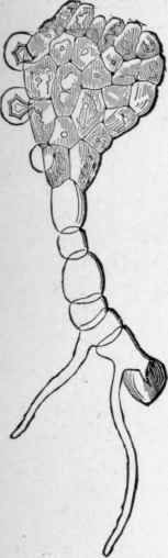 A Young Prothallus arising from a Spore.