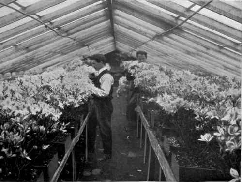 AZALEA MOLLIS FORCED INTO EARLY BLOOM FOR MARKET.