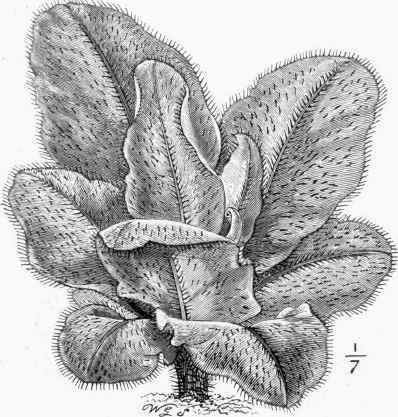 Acrostichum crinitum.