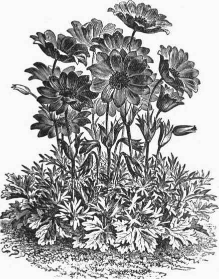 Anemone hortensis.