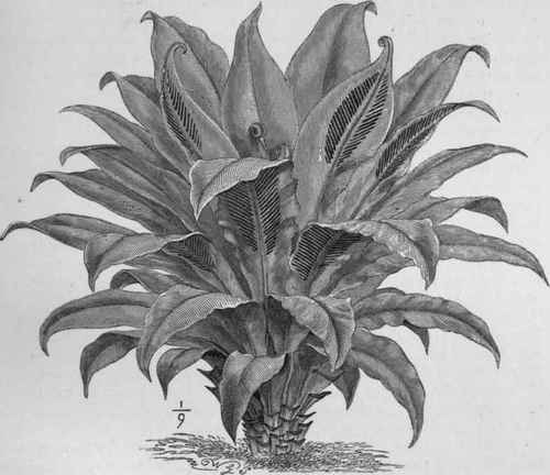 Asplenium Nidus australasicum.
